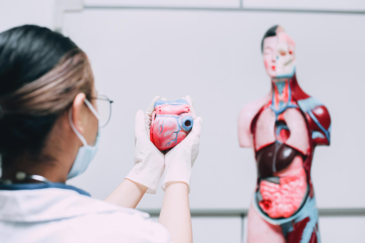 Dokter toont het menselijk hart