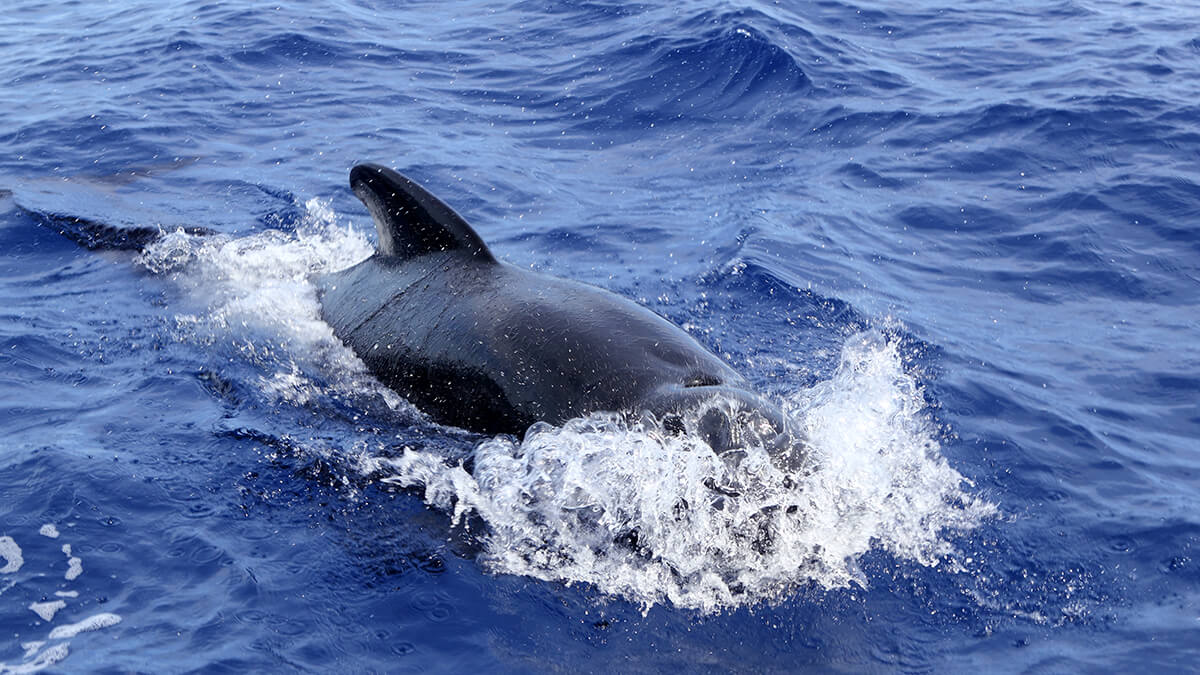 Wereld Walvissen Dag