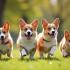 Blije groep Welsh Corgis in het park
