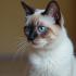 Een betoverende Siamese kat met blauwe ogen.