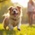 Een blije hond die speelt in een zonnig park met een familie