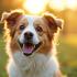Een blije hond poseert voor een fotoshoot in een mooie buitenomgeving