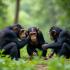 Een groep chimpansees die speelt in een weelderig, groen bos