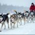 Een groep sledehonden in actie door een besneeuwd landschap