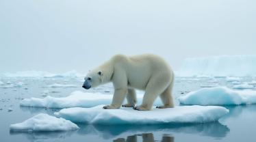 Een ijsbeer op een smeltende ijsschots in de Noordpool