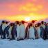Een kolonie pinguïns op het Antarctische ijs tijdens zonsondergang.