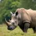 Een majestueuze neushoorn in zijn natuurlijke omgeving