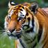 Een majestueuze tijger in zijn natuurlijke habitat
