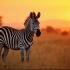 Een majestueuze zebra in de Afrikaanse savanne bij zonsopgang