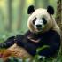 Een reuzenpanda die ontspant in een bamboebos