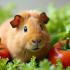 Een schattige cavia op een bed van verse groenten