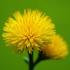 Gouden wattle bloesem op een groene achtergrond.