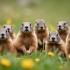 Groep marmotten in hun natuurlijke omgeving