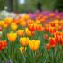 Kleurrijke bloemen in een gemeenschappelijke tuin
