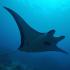 Manta ray zwemt in helderblauw water