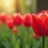 Rode tulpen als Parkinson-symbool
