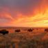 Uitzicht op prairies en grazende bizons bij zonsondergang.