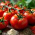 Verse tomaten op een rustieke keukentafel met kruiden en specerijen.