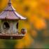 Vogels voedend in een Belgische tuin