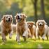 Vrolijke groep Gouden Retrievers
